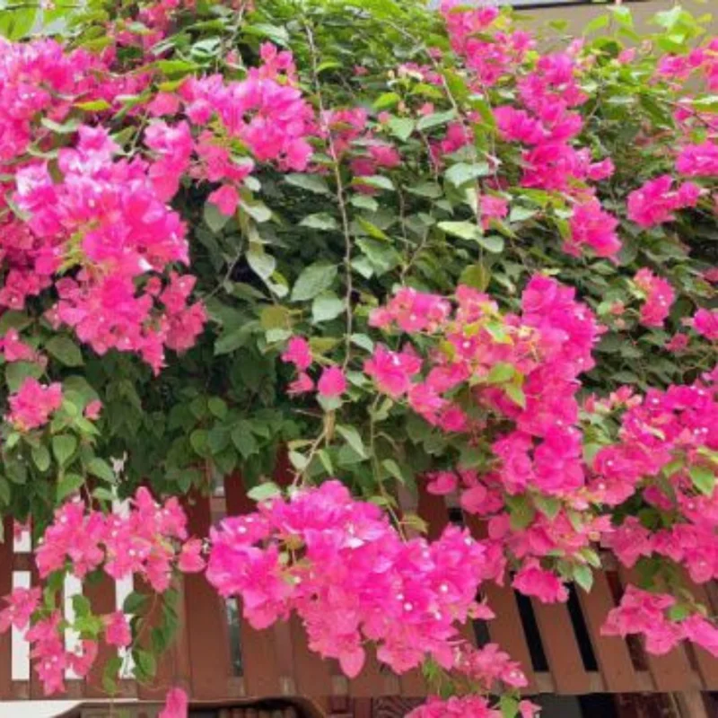 Pink Bougainvillea Starter Plant - Live Bougainvillea Vine - 3-5 Inch Pink Flower Plant