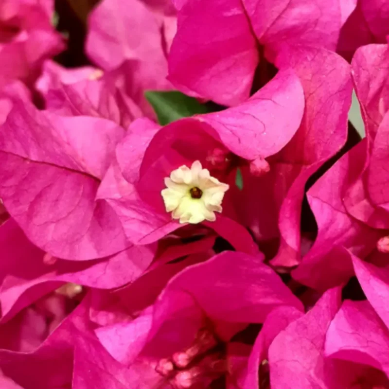 Bougainvillea Plants Live - 4 Pack Pink Flower Vine Plant 4-6 Inch Starter