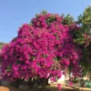 Bougainvillea Plants Live - 4 Pack Pink Flower Vine Plant 4-6 Inch Starter