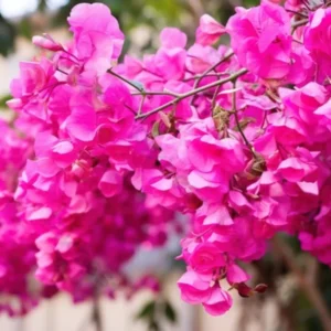 Bougainvillea Plants Live - 4 Pack Pink Flower Vine Plant 4-6 Inch Starter