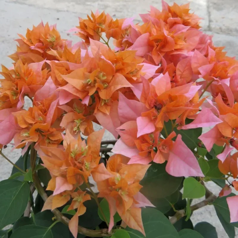 Orange Bougainvillea Plants Live - 2 Bougainvillea Flower Plant 3-5 Inch Starter Vine