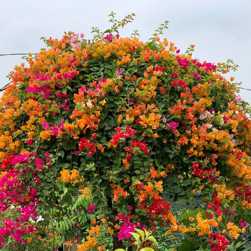 Orange Bougainvillea Plants Live - 2 Bougainvillea Flower Plant 3-5 Inch Starter Vine