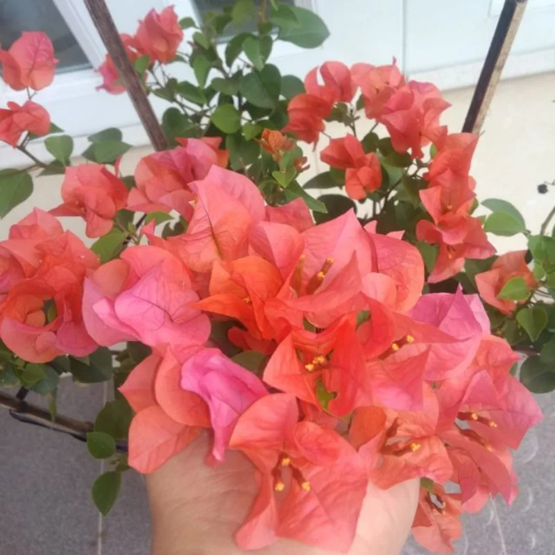 Bougainvillea Plants Live - 4 Pack Orange Flower Vine - 4-6 Inch Starter Plants