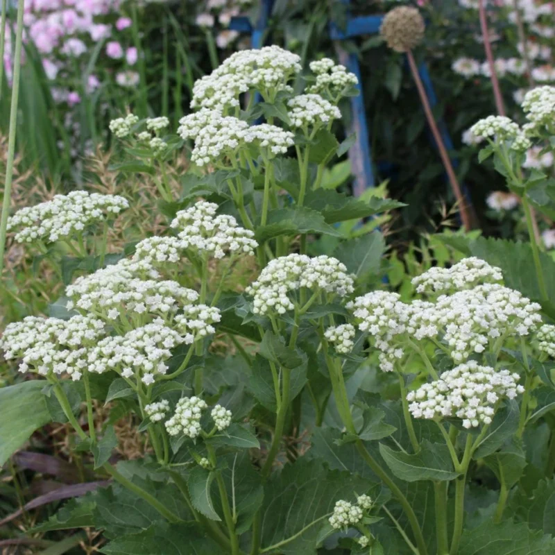 White Milkweed Plants Live Set - Flowering Plant 4-6 Inches