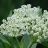 White Milkweed Plants Live Set - Flowering Plant 4-6 Inches