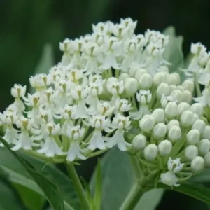 White Milkweed Plants Live Set - Flowering Plant 4-6 Inches