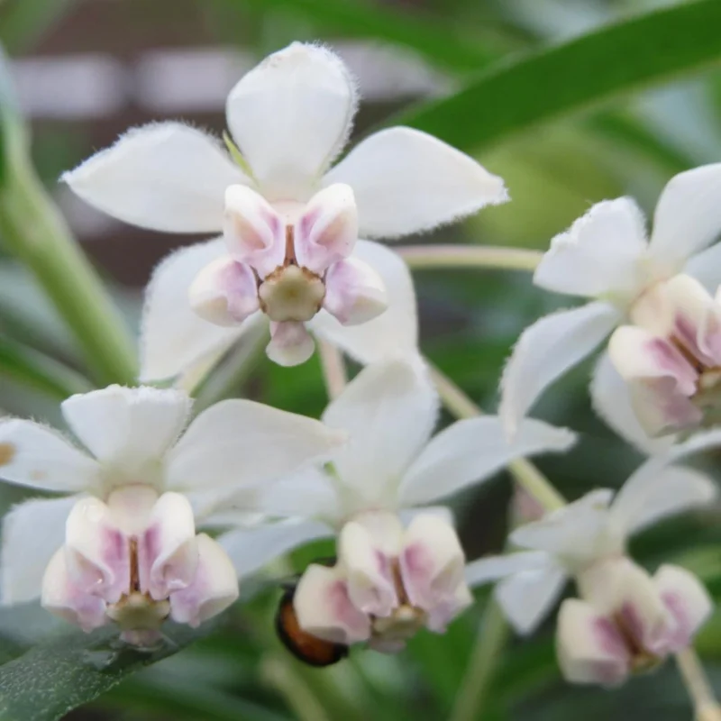 Live Milkweed Plants - 4 White Milkweed Plants - 3-5 Inch Starter Flower Plants