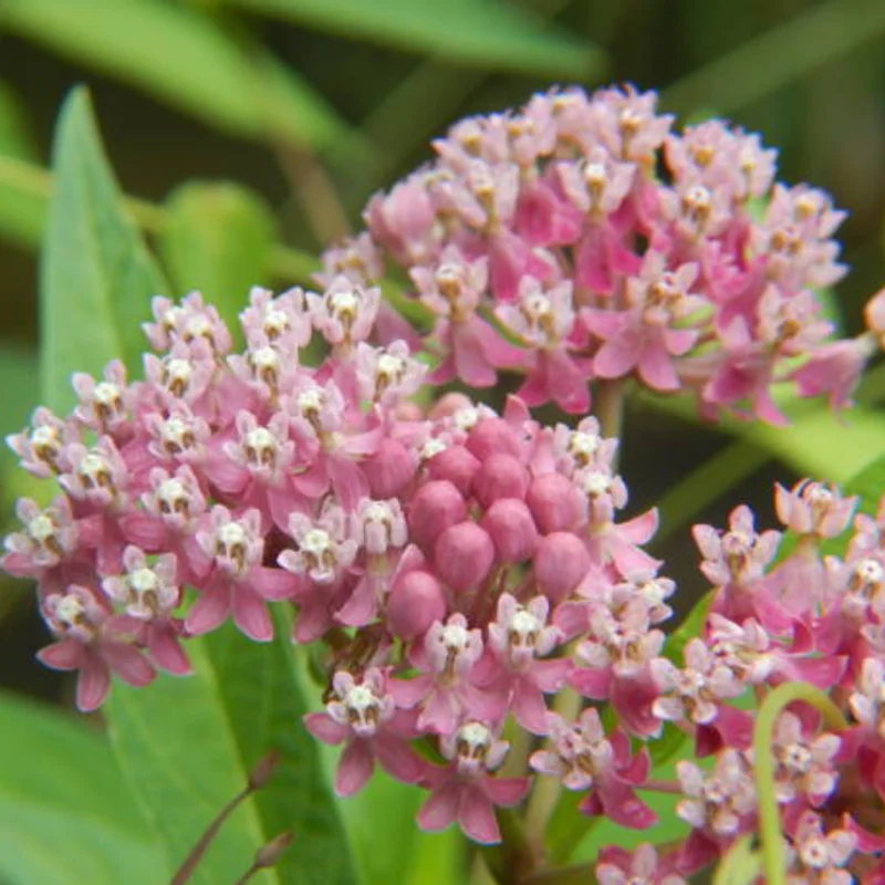 Broadleaf Milkweed Plants Live Set of 2, 4-6 Inches Tall Flowering Plant