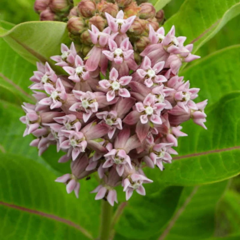 Broadleaf Milkweed Plants Live Set of 2, 4-6 Inches Tall Flowering Plant