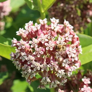Broadleaf Milkweed Plants Live Set of 2, 4-6 Inches Tall Flowering Plant