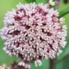 Live Milkweed Plants 4 Broadleaf Milkweed Starter Plants 3-5 Inches
