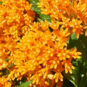Orange Milkweed Live Plants - 4 Pack - Starter Flower Plants
