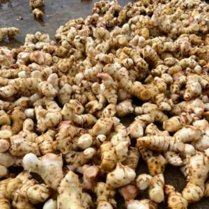 Thai Ginger Plants Galanga - 2 Live Herb Plants Starter, 4-7 Inch Tall