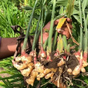 Thai Ginger Plants Galanga - 2 Live Herb Plants Starter, 4-7 Inch Tall