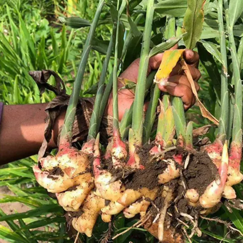 Thai Ginger Plants Galanga - 2 Live Herb Plants Starter, 4-7 Inch Tall