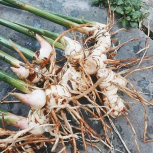 Galanga Thai Ginger Live Plants - Hardy Starter Plants 5-6 Inch Tall