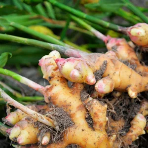Galanga Thai Ginger Live Plants - Hardy Starter Plants 5-6 Inch Tall