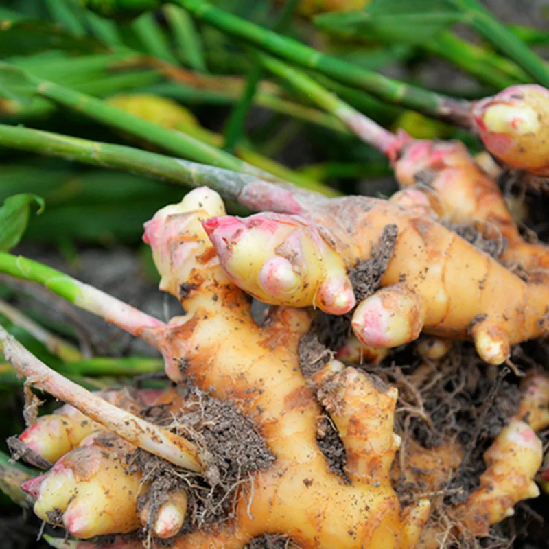 Galanga Thai Ginger Live Plants - Hardy Starter Plants 5-6 Inch Tall