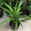 Pandan Plant Live Starter Clumps 4-6 Inches Fragrant Outdoor Herb