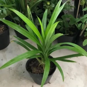 Pandan Plant Live Starter Clumps 4-6 Inches Fragrant Outdoor Herb