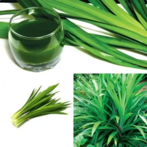 Pandan Plant Live Starter Clumps 4-6 Inches Fragrant Outdoor Herb