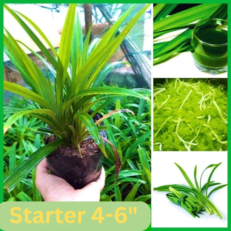 Pandan Plant Live Starter Clumps 4-6 Inches Fragrant Outdoor Herb