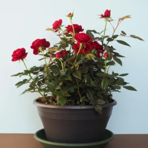 Red Mini Rose Bushes - 4 Live Starter Plants - Vibrant Color & Fragrant