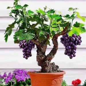 Muscadine Grape Vines - Live Sweet Fruit Vine for Outdoor Growing 5-6 Inch