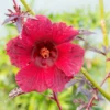 Cranberry Hibiscus Tree Shrub Set - 4 Live Plants, Winter Hardy, Summer Bloom