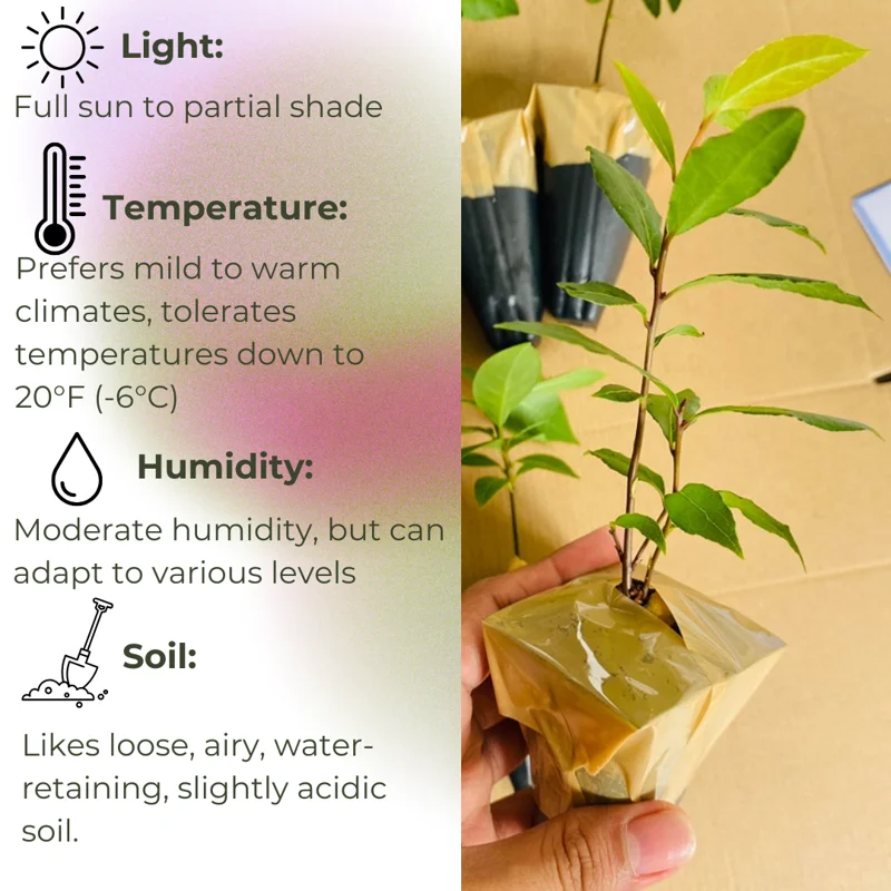 Bay Leaf Tree Live Plant - Laurus Nobilis - 6 Months Old - Fragrant Herb