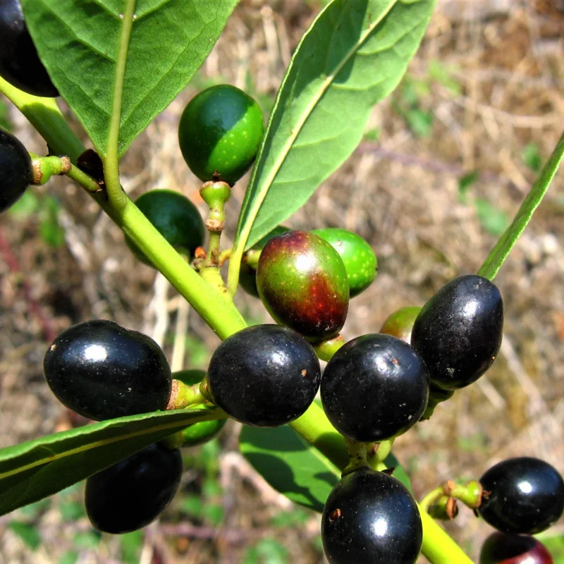 Bay Leaf Tree Live Plant - Laurus Nobilis - 6 Months Old - Fragrant Herb