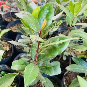 Sweet Bay Laurel Herb Plant, Live Laurus Nobilis, Well-Rooted, Culinary Use