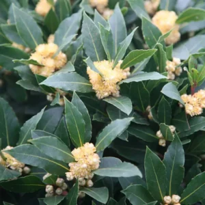 Sweet Bay Laurel Herb Plant, Live Laurus Nobilis, Well-Rooted, Culinary Use