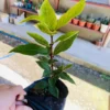 Sweet Bay Laurel Herb Plant - 8 Month Old Bay Leaf - Laurus Nobilis - Planting Zones 9-11