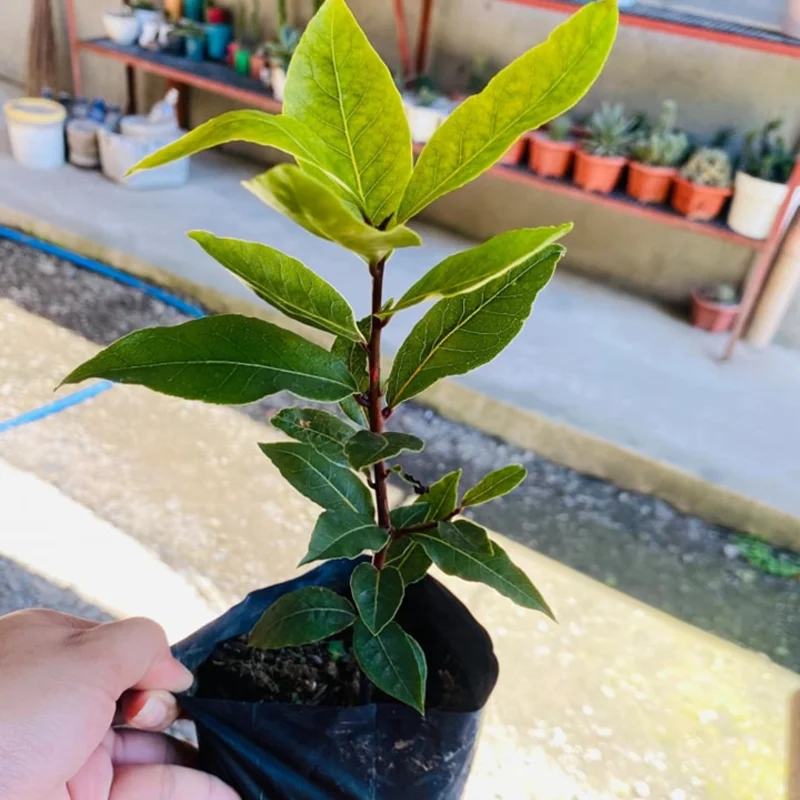 Sweet Bay Laurel Herb Plant - 8 Month Old Bay Leaf - Laurus Nobilis - Planting Zones 9-11