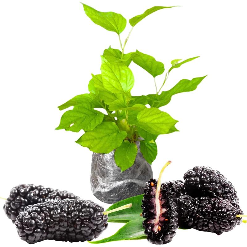 Mulberry Tree Starter Plant 6-8 Inches Tall - Edible Fruit