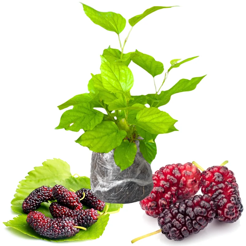 Mulberry Tree Starter Plant 6-8 Inches Tall - Edible Fruit