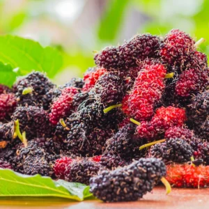 Mulberry Tree Live Plant - Edible Berry Seedlings - Outdoor Planting 4-8 Inches