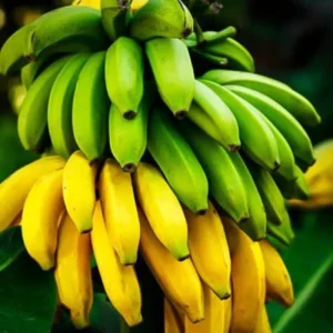 Banana Tree High Yield Live Plant - Tropical Fruit Easy to Plant Outdoor, 5-7 Inch, Well-Rooted No Pot