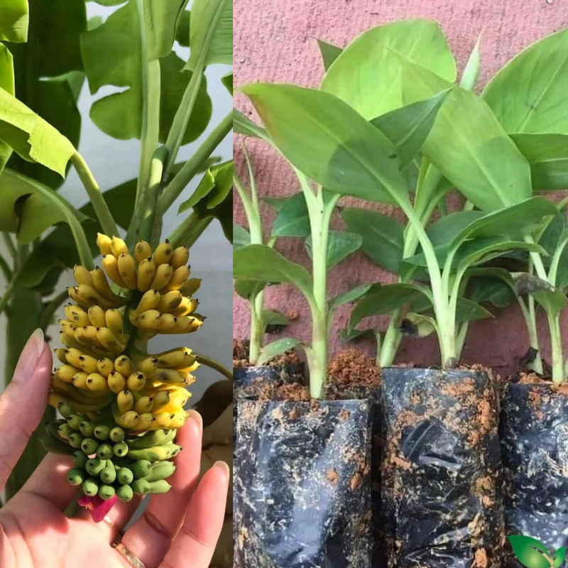 Banana Tree High Yield Live Plant - Tropical Fruit Easy to Plant Outdoor, 5-7 Inch, Well-Rooted No Pot