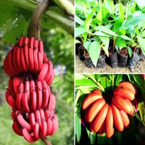 Banana Tree High Yield Live Plant - Tropical Fruit Easy to Plant Outdoor, 5-7 Inch, Well-Rooted No Pot
