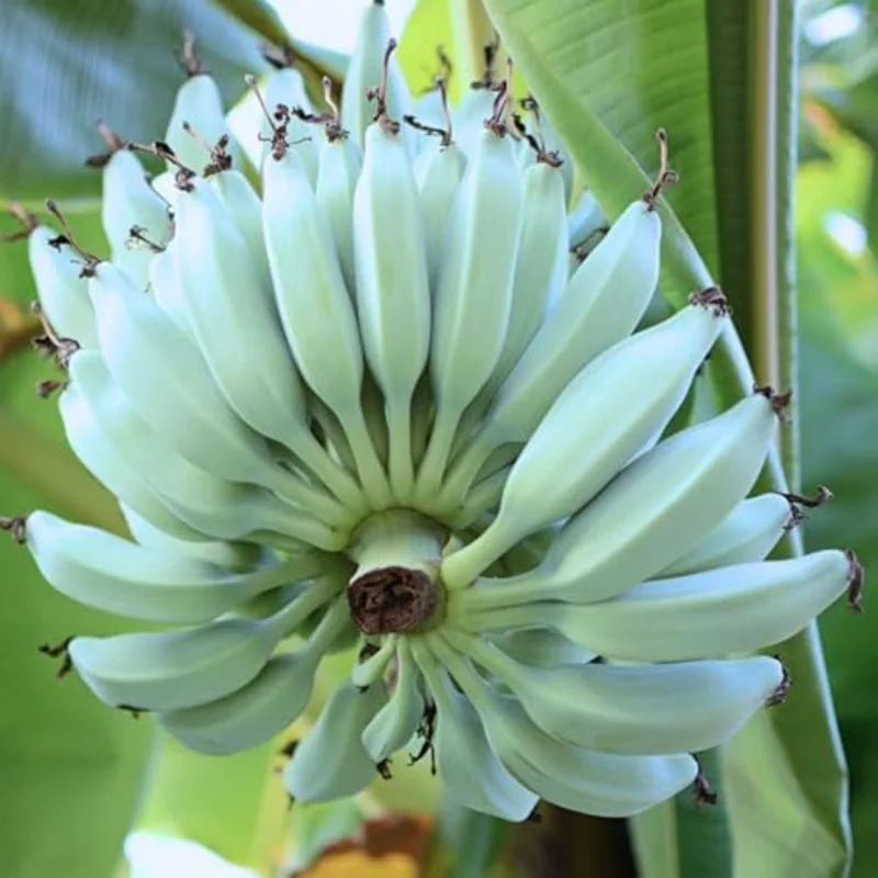 Banana Tree High Yield Live Plant - Tropical Fruit Easy to Plant Outdoor, 5-7 Inch, Well-Rooted No Pot