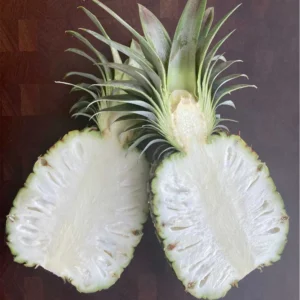 Pineapple Plant Live Starter Plant - Outdoor Growing - No Pot - Sweet Flavor