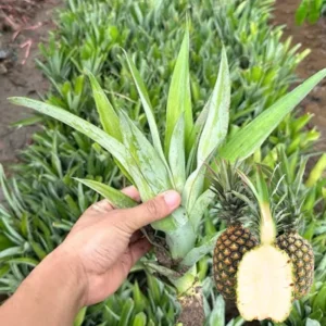 Pineapple Plants Live Bushes - Outdoor Tropical Fruit - 5-7 Inches