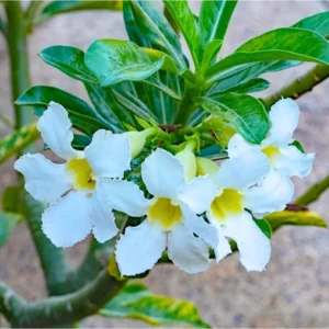 Desert Rose Plant Live Adenium Obesum Seedlings 4-5 Inch Starter Plants Colorful Blooms