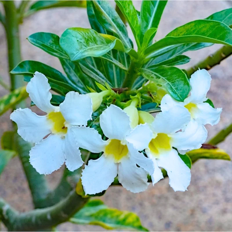 Desert Rose Plant Live Adenium Obesum Seedlings 4-5 Inch Starter Plants Colorful Blooms