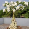 Desert Rose Adenium Obesum Live Plants Seedlings - 4-6 Inches Tall Cold Hardy Outdoor Planting