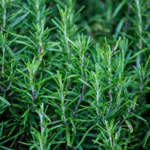 Rosemary Plants Live Set of 6, Herb Plants, 3-5 Inches