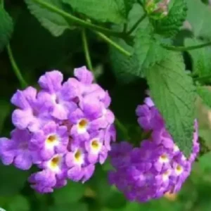 Lavender Lantana Live Plants - 2 Pack, 5-7 Inch Tall Perennial Flower