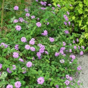 Lavender Lantana Live Plants - 2 Pack, 5-7 Inch Tall Perennial Flower